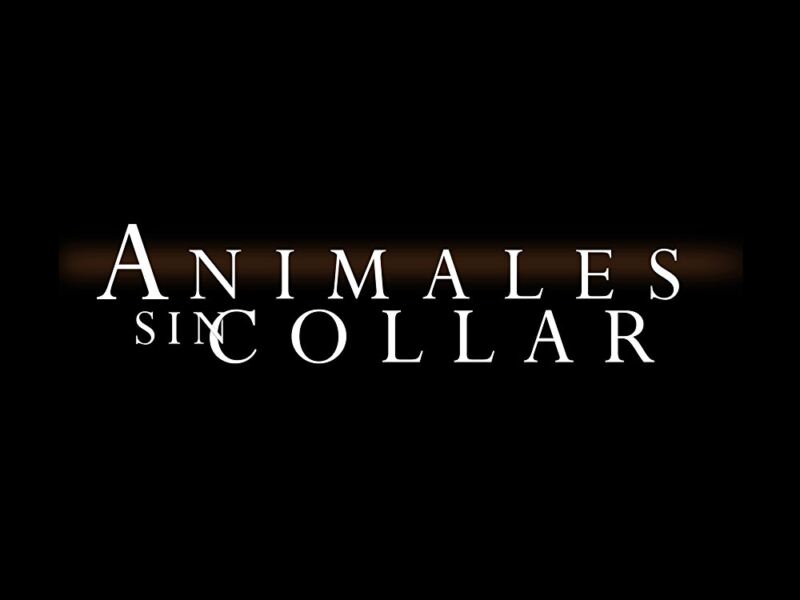 Animales sin Collar